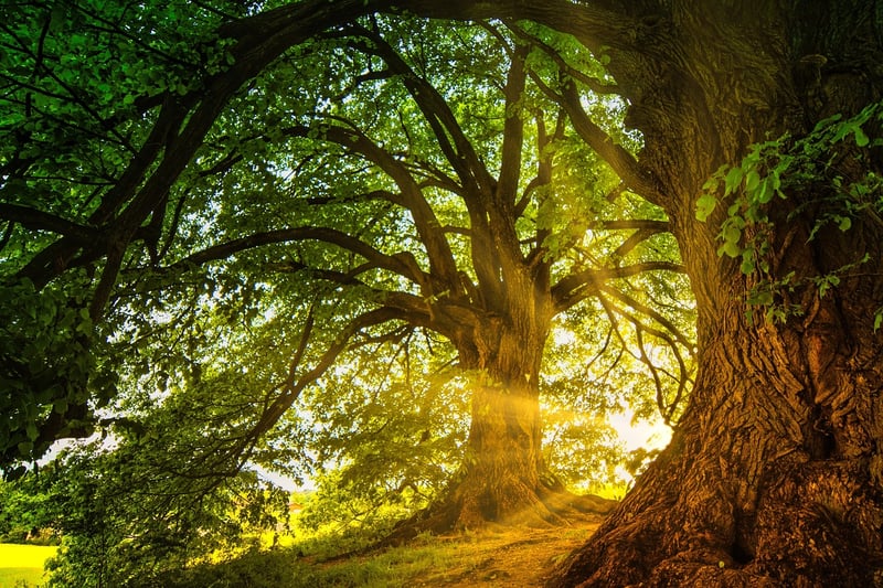 Enchanted Experiences