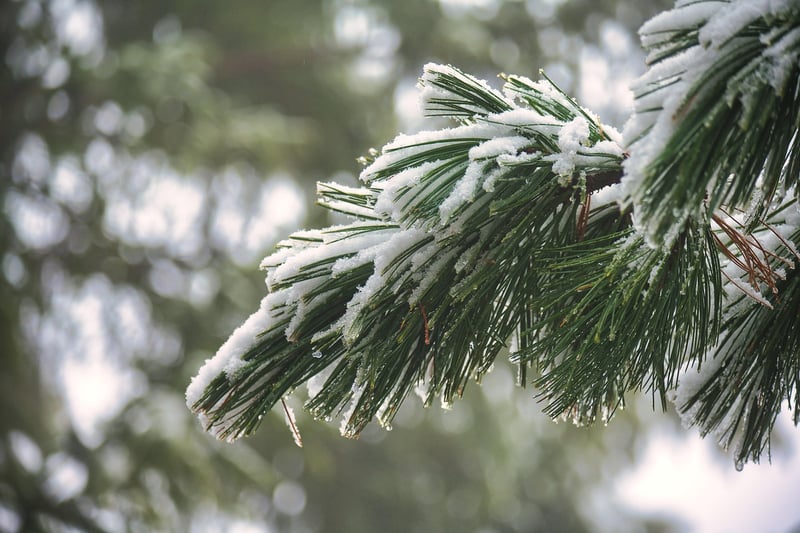 Whispering Pines